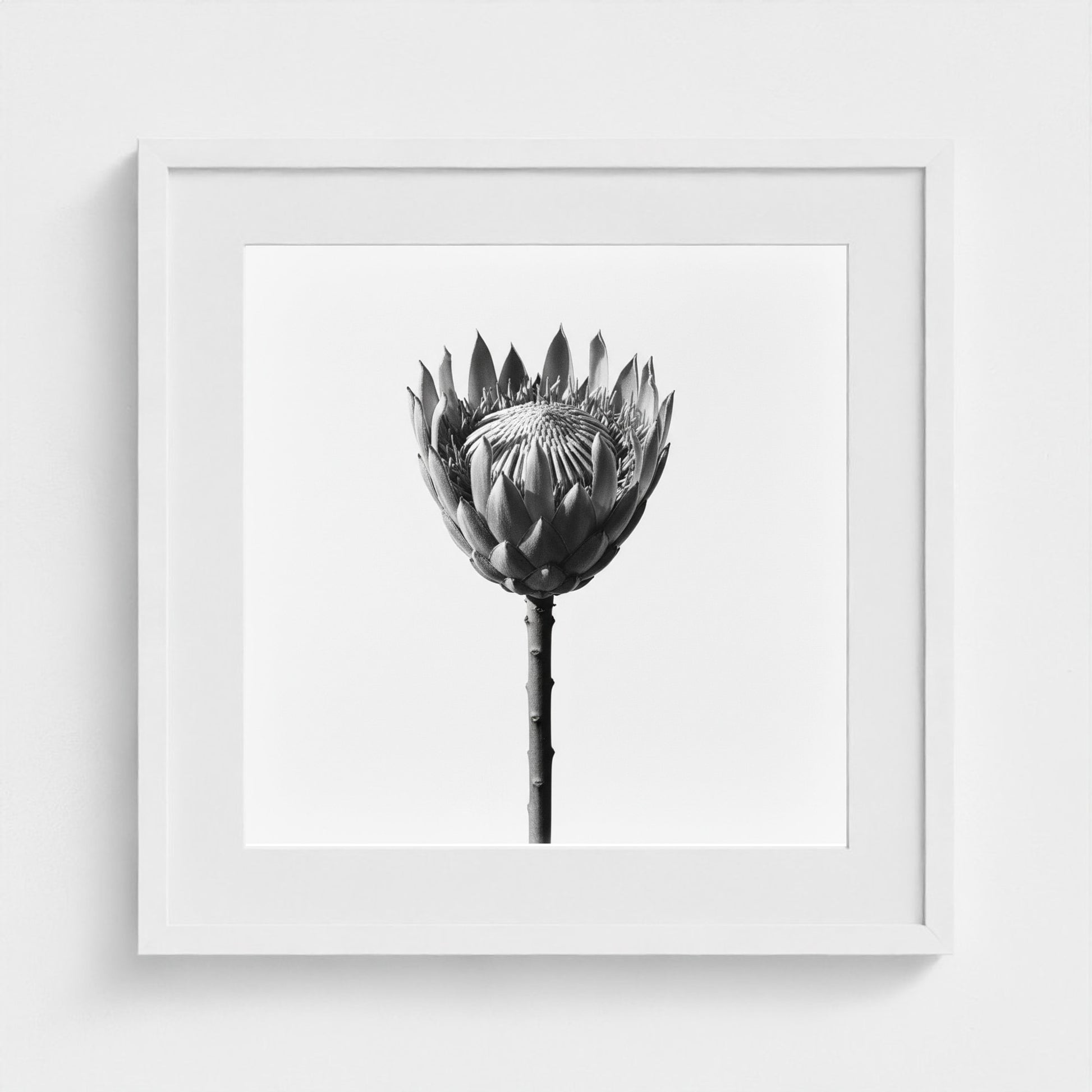 Protea Wall Art - black and white botanical photography wall art by Studio Stevie