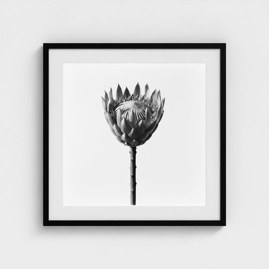 Protea Wall Art - black and white botanical photography wall art by Studio Stevie