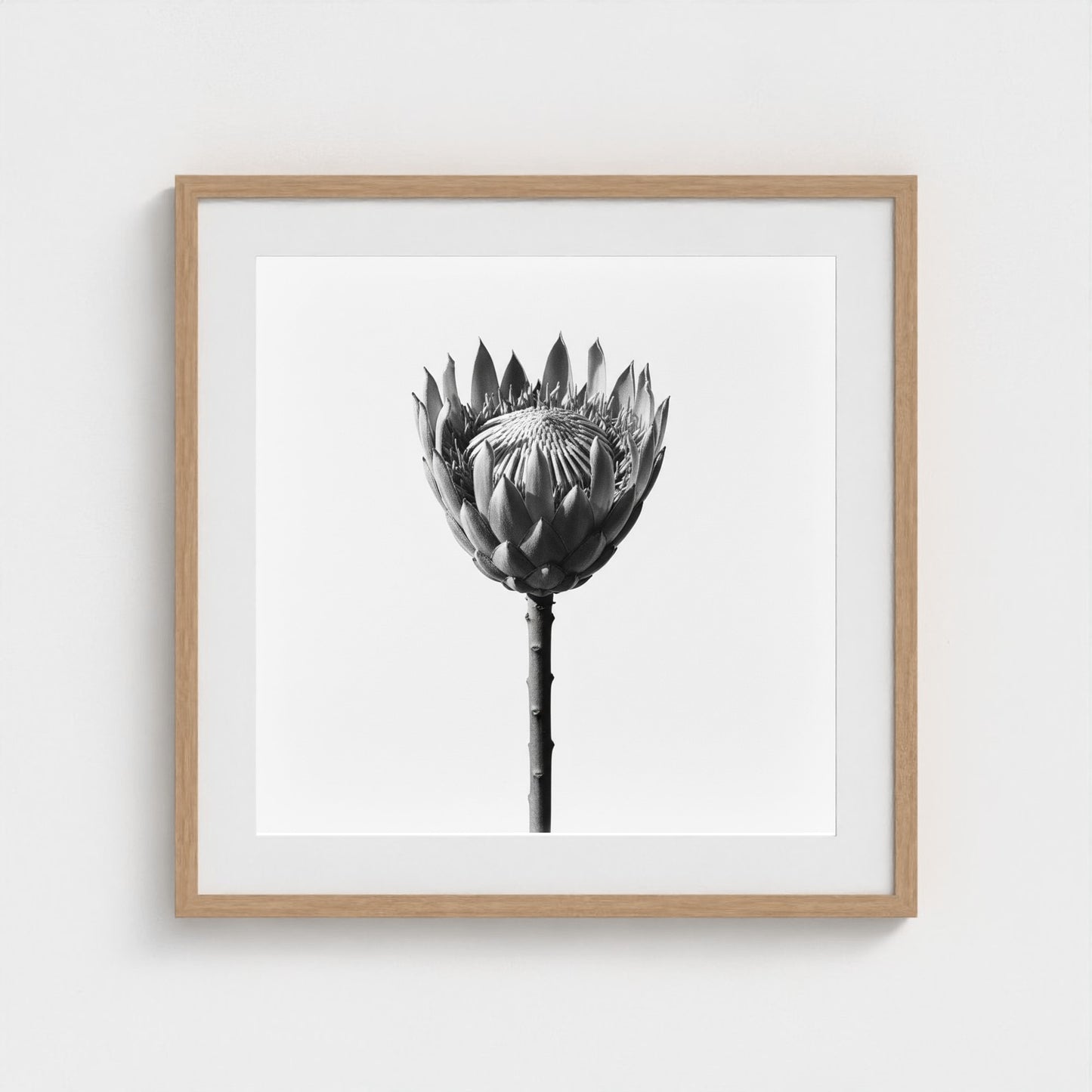 Protea Wall Art - black and white botanical photography wall art by Studio Stevie
