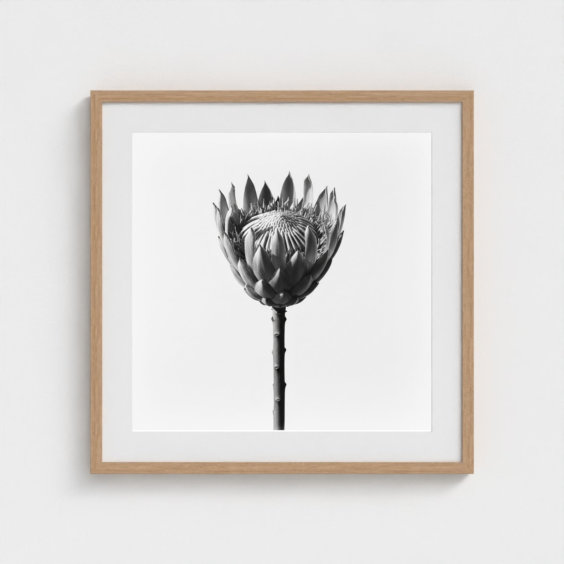 Protea Wall Art - black and white botanical photography wall art by Studio Stevie
