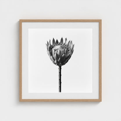Protea Wall Art - black and white botanical photography wall art by Studio Stevie