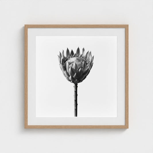 Protea Wall Art - black and white botanical photography wall art by Studio Stevie