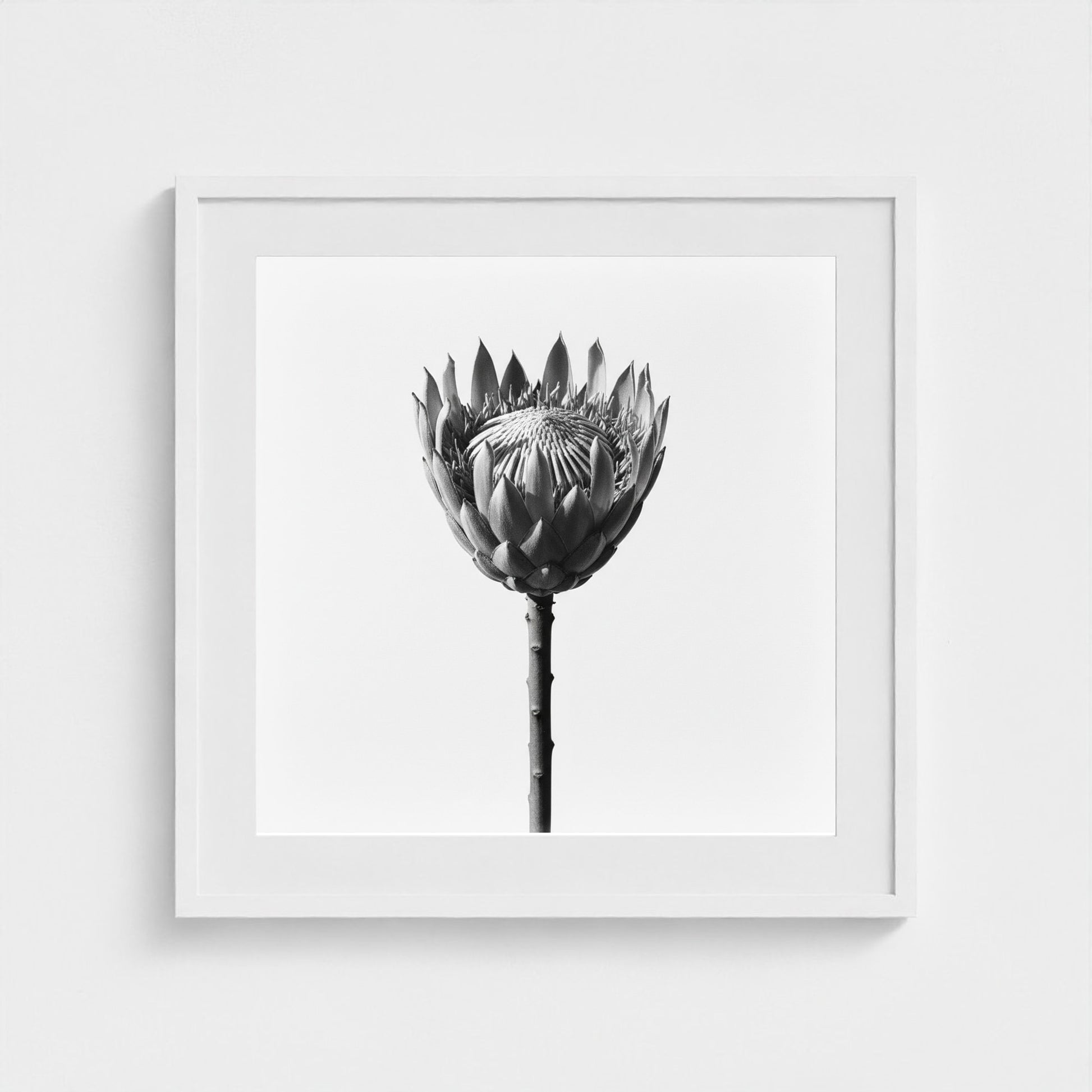 Protea Wall Art - black and white botanical photography wall art by Studio Stevie