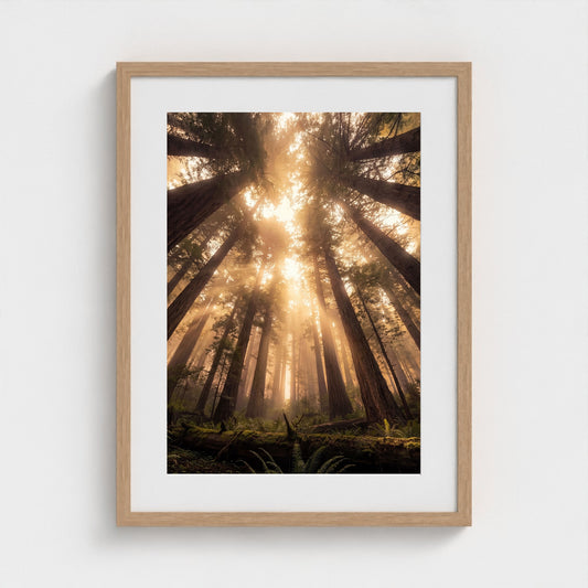 Redwood Cathedral framed print - redwood-cathedral-portrait-18x24-natural