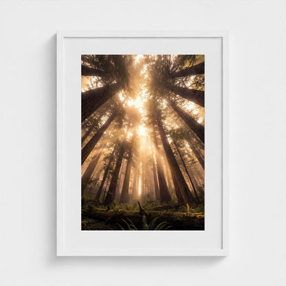 Redwood Cathedral framed print - redwood-cathedral-portrait-18x24-white