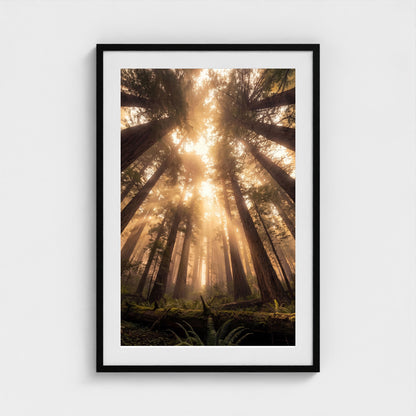 Redwood Cathedral framed print - redwood-cathedral-portrait-24x36-black