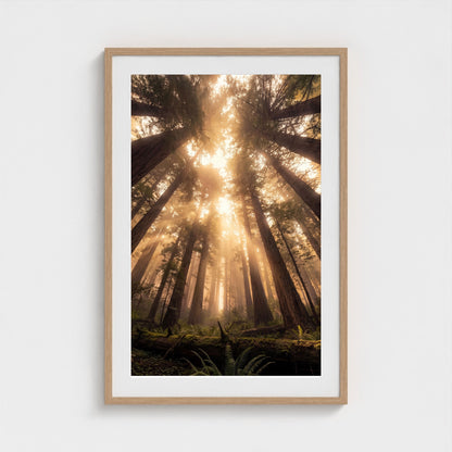 Redwood Cathedral framed print - redwood-cathedral-portrait-24x36-natural