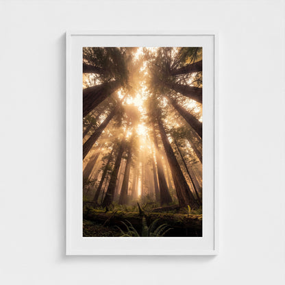 Redwood Cathedral framed print - redwood-cathedral-portrait-24x36-white