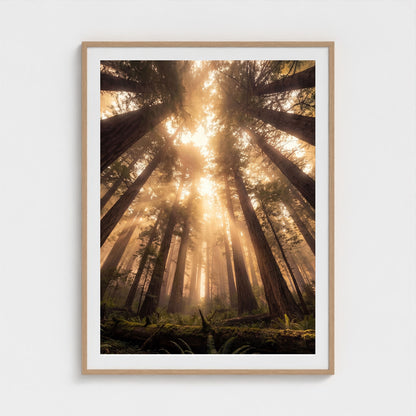 Redwood Cathedral framed print - redwood-cathedral-portrait-36x48-natural