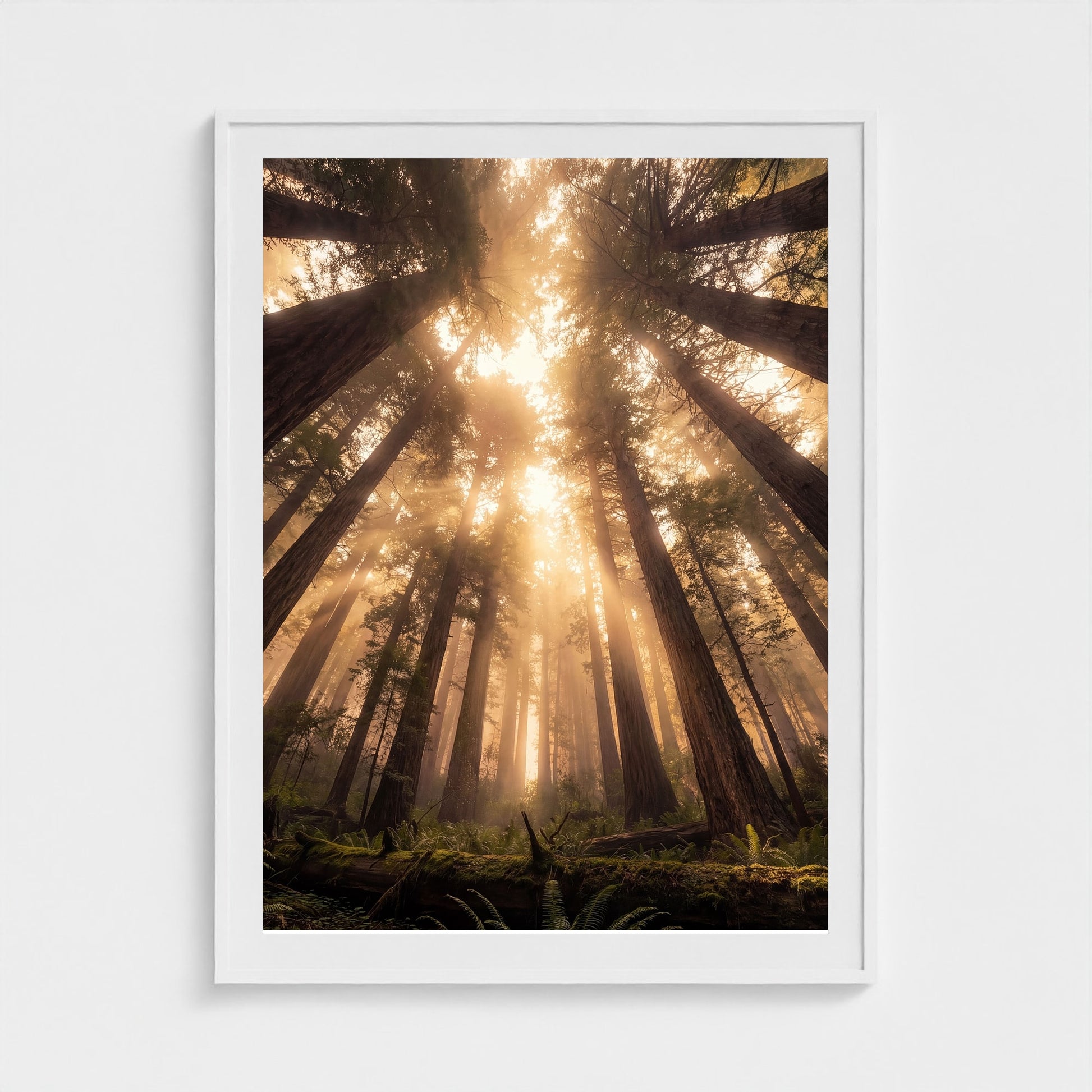 Redwood Cathedral framed print - redwood-cathedral-portrait-36x48-white