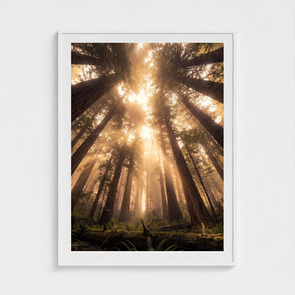 Redwood Cathedral framed print - redwood-cathedral-portrait-36x48-white