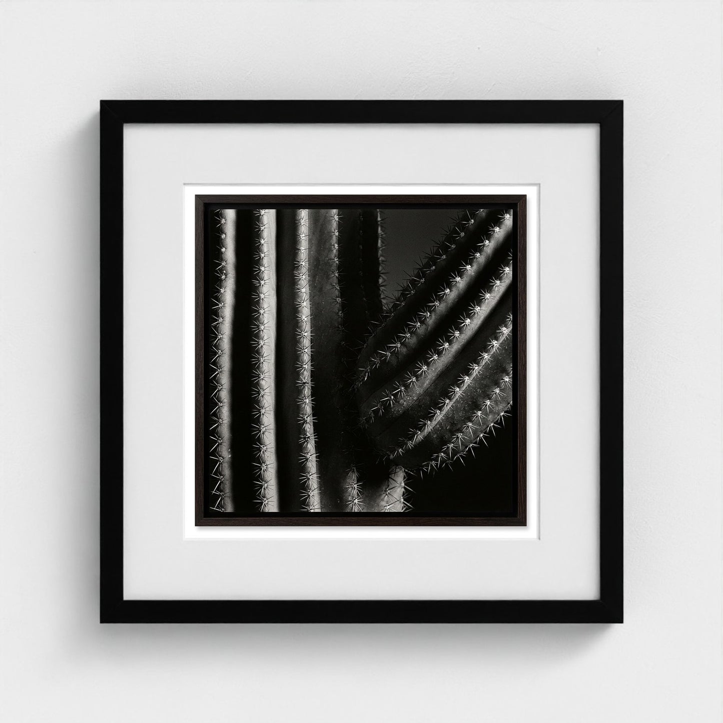 Saguaro — Sculpted Shadows 16x16 black frame