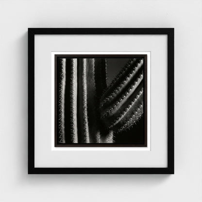 Saguaro — Sculpted Shadows 16x16 black frame