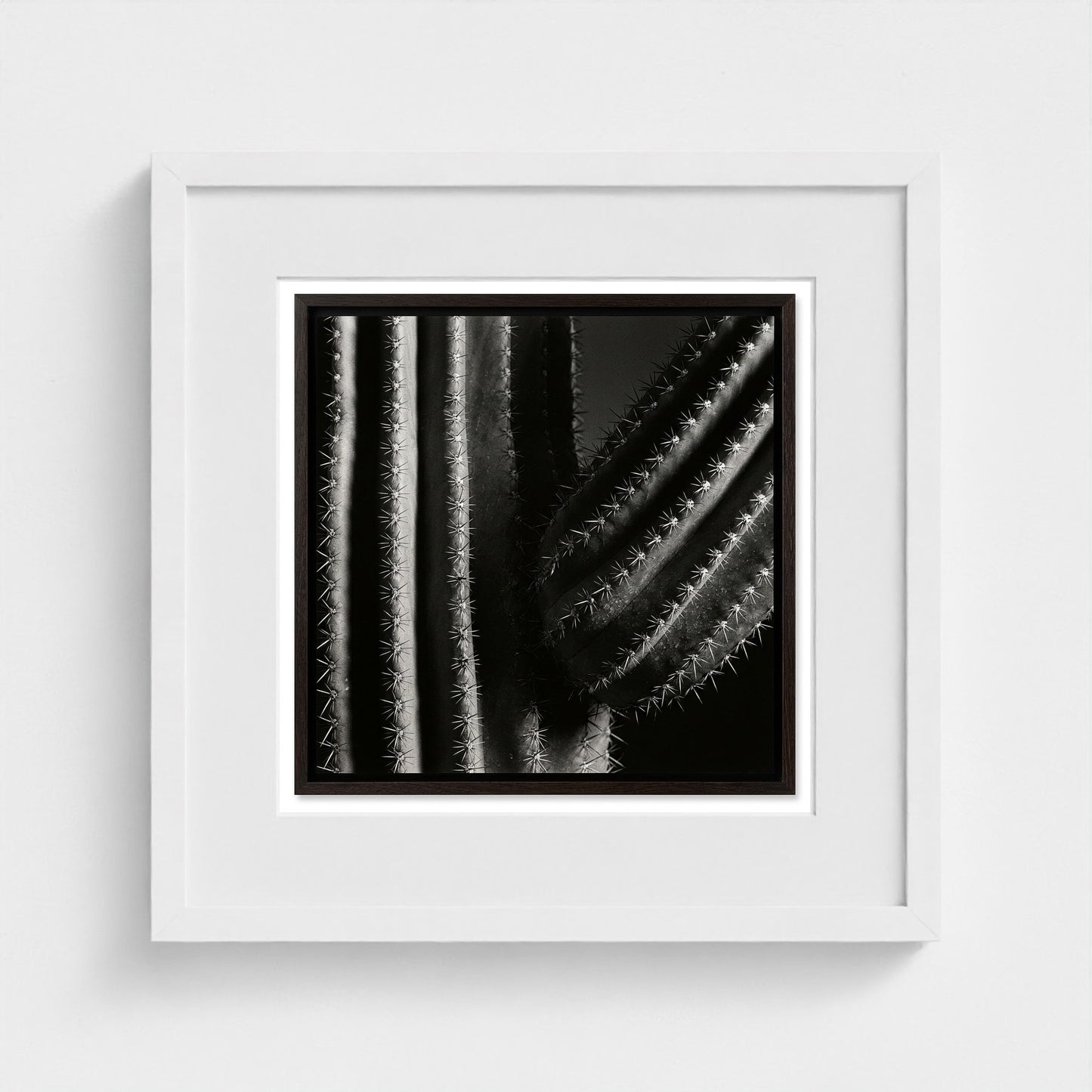 Saguaro — Sculpted Shadows 16x16 white frame