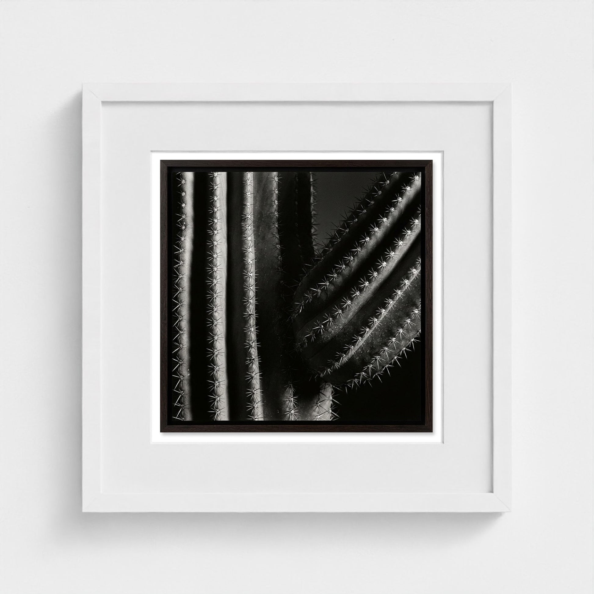 Saguaro — Sculpted Shadows 16x16 white frame