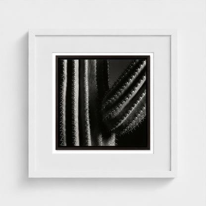 Saguaro — Sculpted Shadows 16x16 white frame