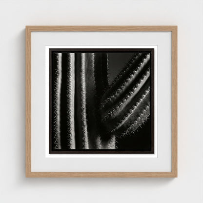 Saguaro — Sculpted Shadows 20x20 natural frame