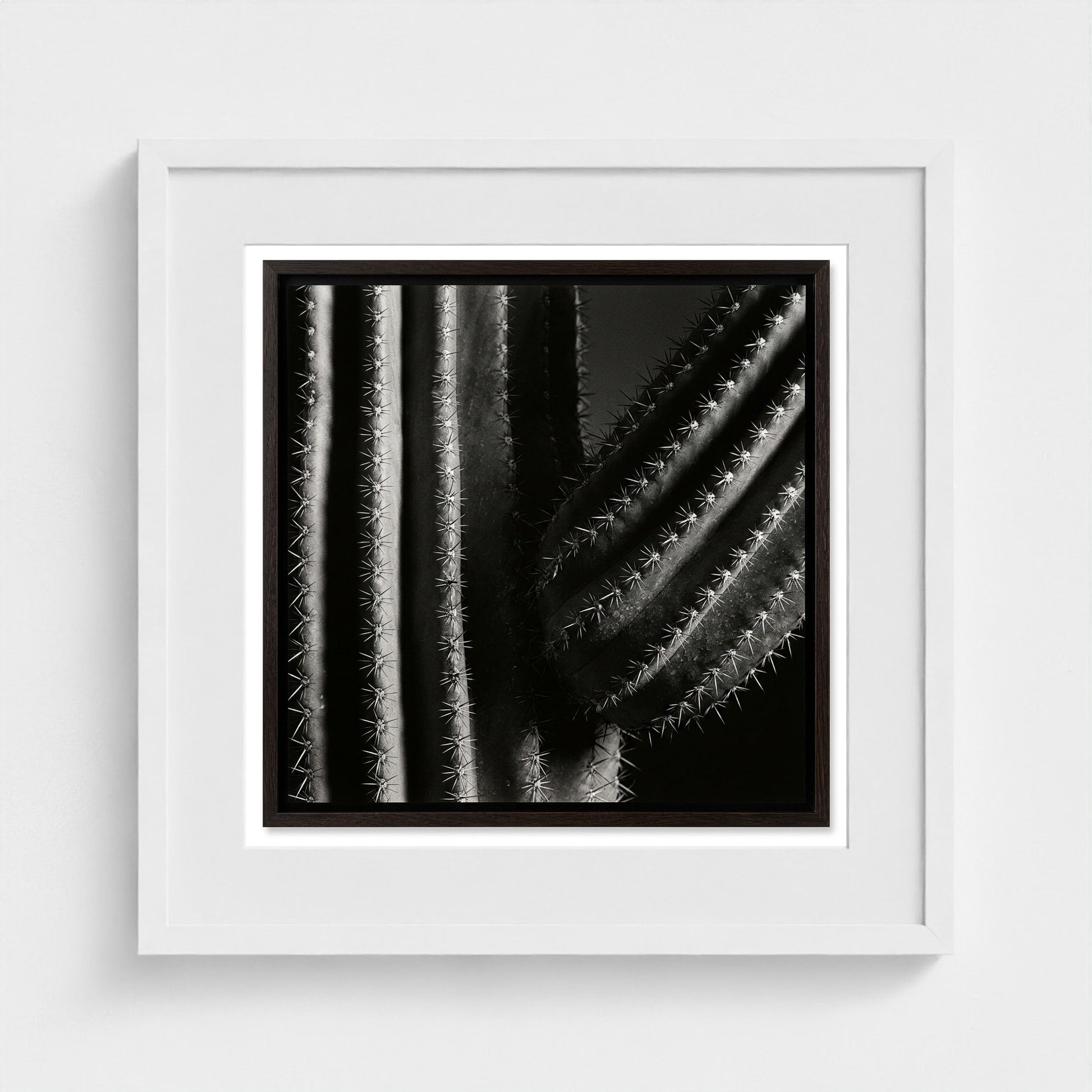 Saguaro — Sculpted Shadows 20x20 white frame