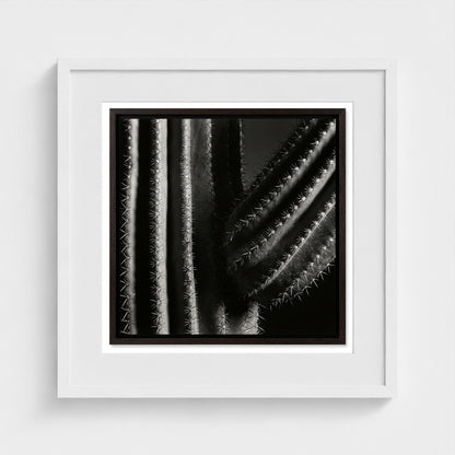 Saguaro — Sculpted Shadows 20x20 white frame