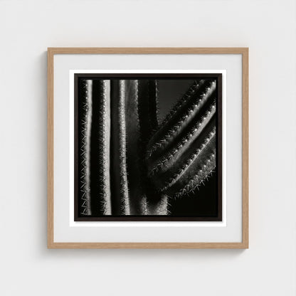 Saguaro — Sculpted Shadows 24x24 natural frame