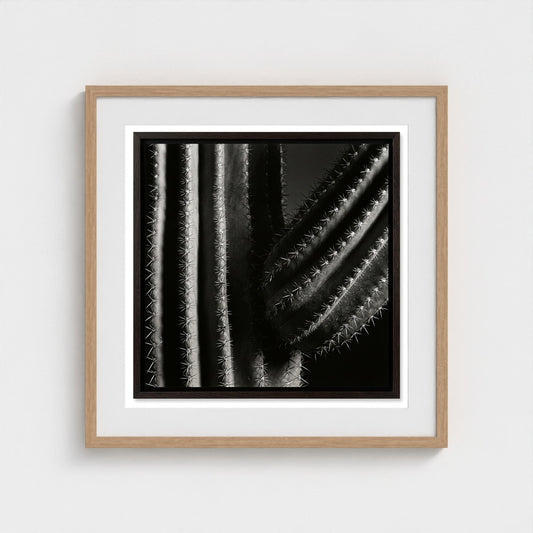 Saguaro — Sculpted Shadows 24x24 natural frame
