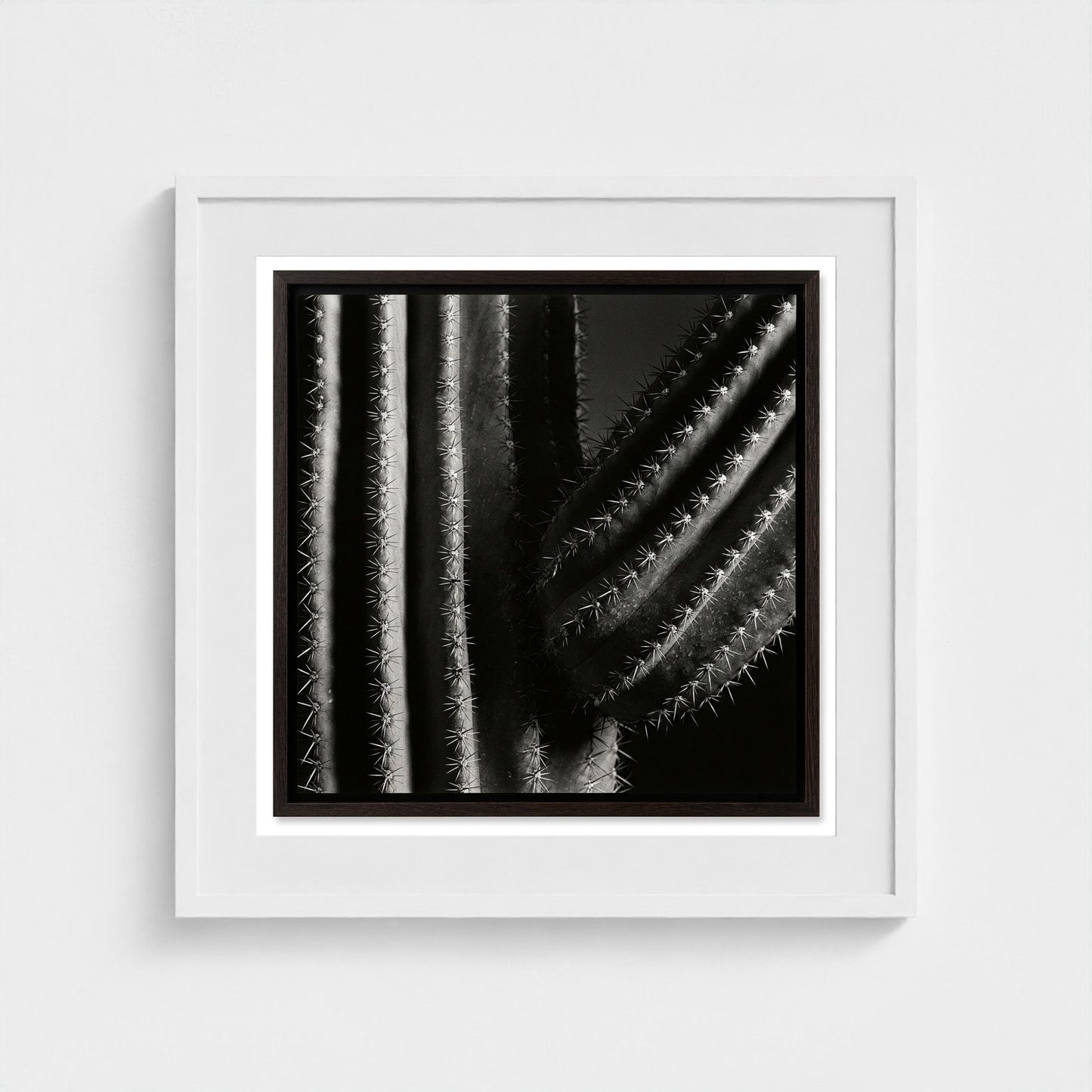 Saguaro — Sculpted Shadows 24x24 white frame