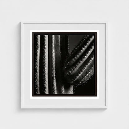 Saguaro — Sculpted Shadows 24x24 white frame