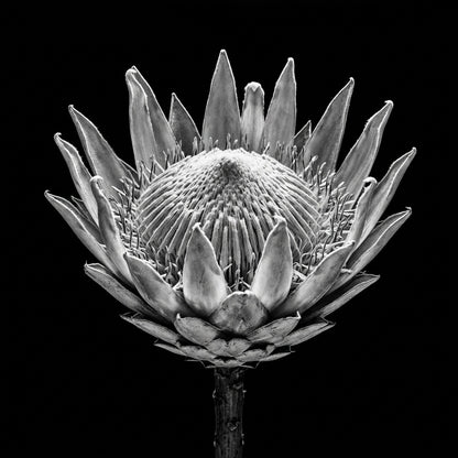 Raw unframed artwork — Protea Wall Art — Black and White Botanical Photography — source 13253393809711