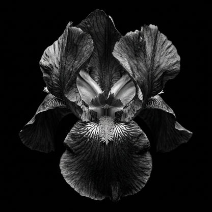 Raw unframed artwork — Iris Wall Art — Black and White Botanical Photography — source 13253402460463