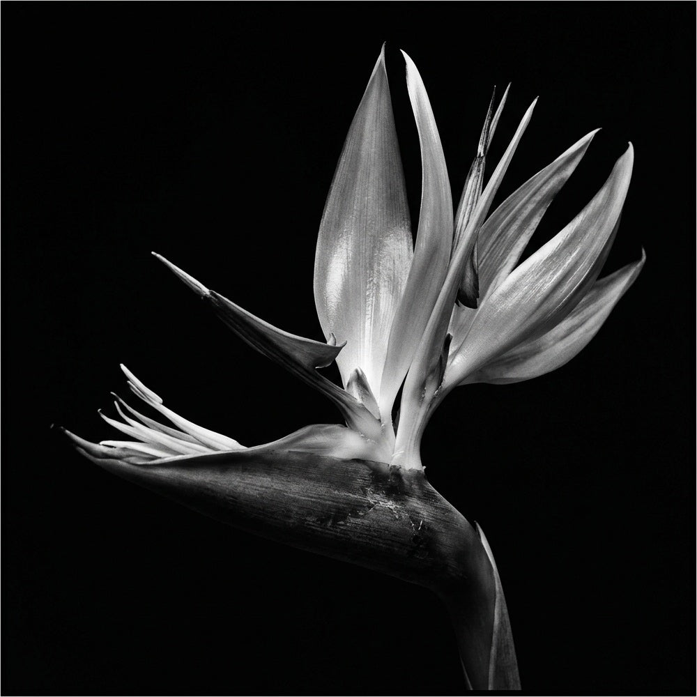 Raw unframed artwork — Bird of Paradise Wall Art — Botanical Photography Print — source 13253411537199