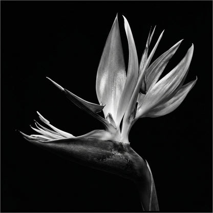 Raw unframed artwork — Bird of Paradise Wall Art — Botanical Photography Print — source 13253411537199