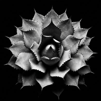 Raw unframed artwork — Agave Wall Art — Black and White Botanical Photography — source 13253416321327