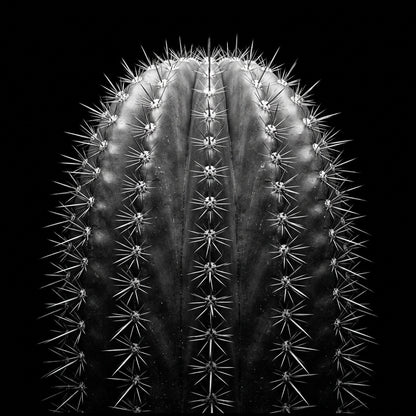 Raw unframed artwork — Saguaro Wall Art — Black and White Desert Photography — source 13253429690671