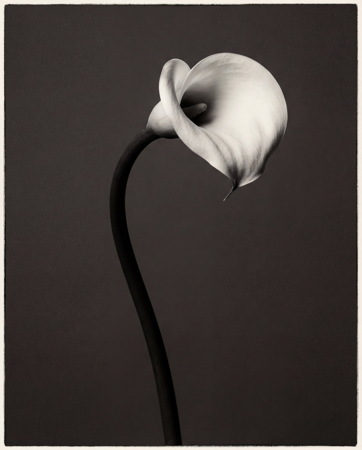 Raw unframed artwork — Calla Lily Wall Art — Monochrome Botanical Photography — source 13340187918639