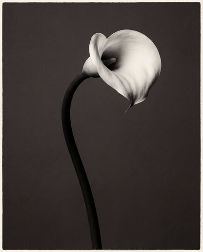 Raw unframed artwork — Calla Lily Wall Art — Monochrome Botanical Photography — source 13340187918639