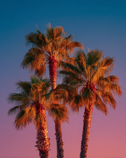 Raw unframed artwork — Palm Trees Sunset Gradient — Minimalist Fine Art | Studio Stevie — source 13345631633711
