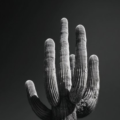 Raw unframed artwork — Desert Cactus Study — Black and White Photography | Studio Stevie — source 13345807335727