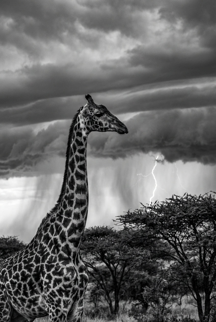 Raw unframed artwork — Lone Giraffe — Portrait Fine Art Photography | Studio Stevie — source 13354134274351