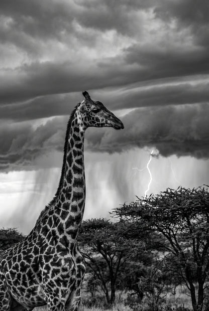 Raw unframed artwork — Lone Giraffe — Portrait Fine Art Photography | Studio Stevie — source 13354134274351