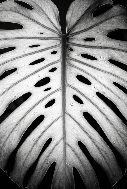 Raw unframed artwork — Bw Monstera Light — Fine Art Botanical Photography | Studio Stevie — source 13355047846191