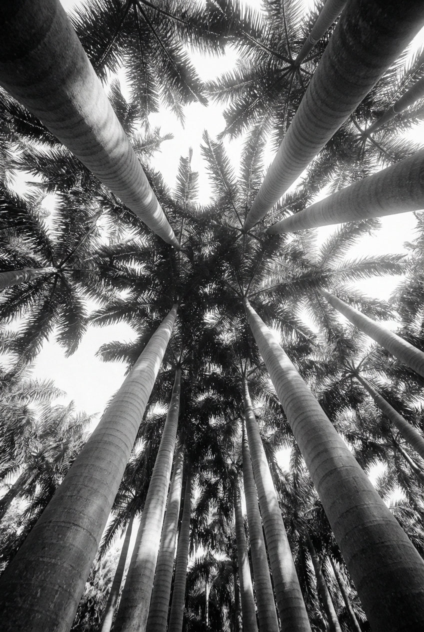 Raw unframed artwork — Bw Palm Cathedral — Monochrome Nature Photography | Studio Stevie — source 13355119542575