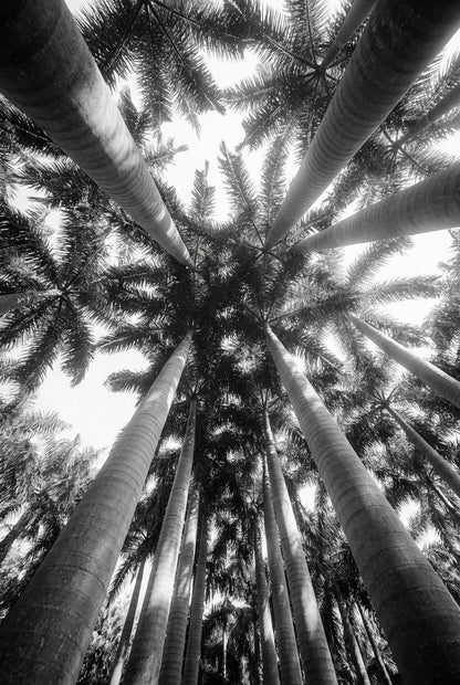 Raw unframed artwork — Bw Palm Cathedral — Monochrome Nature Photography | Studio Stevie — source 13355119542575