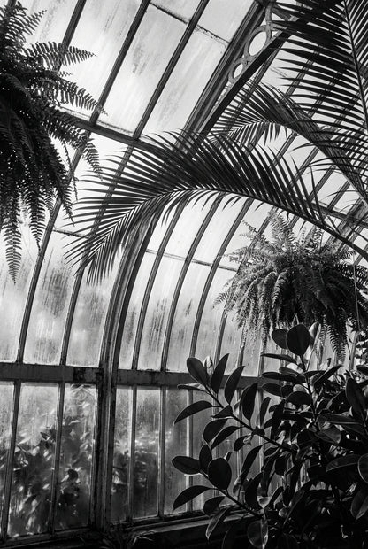 Raw unframed artwork — Greenhouse — Botanical Portrait Photography | Studio Stevie — source 13355843027247