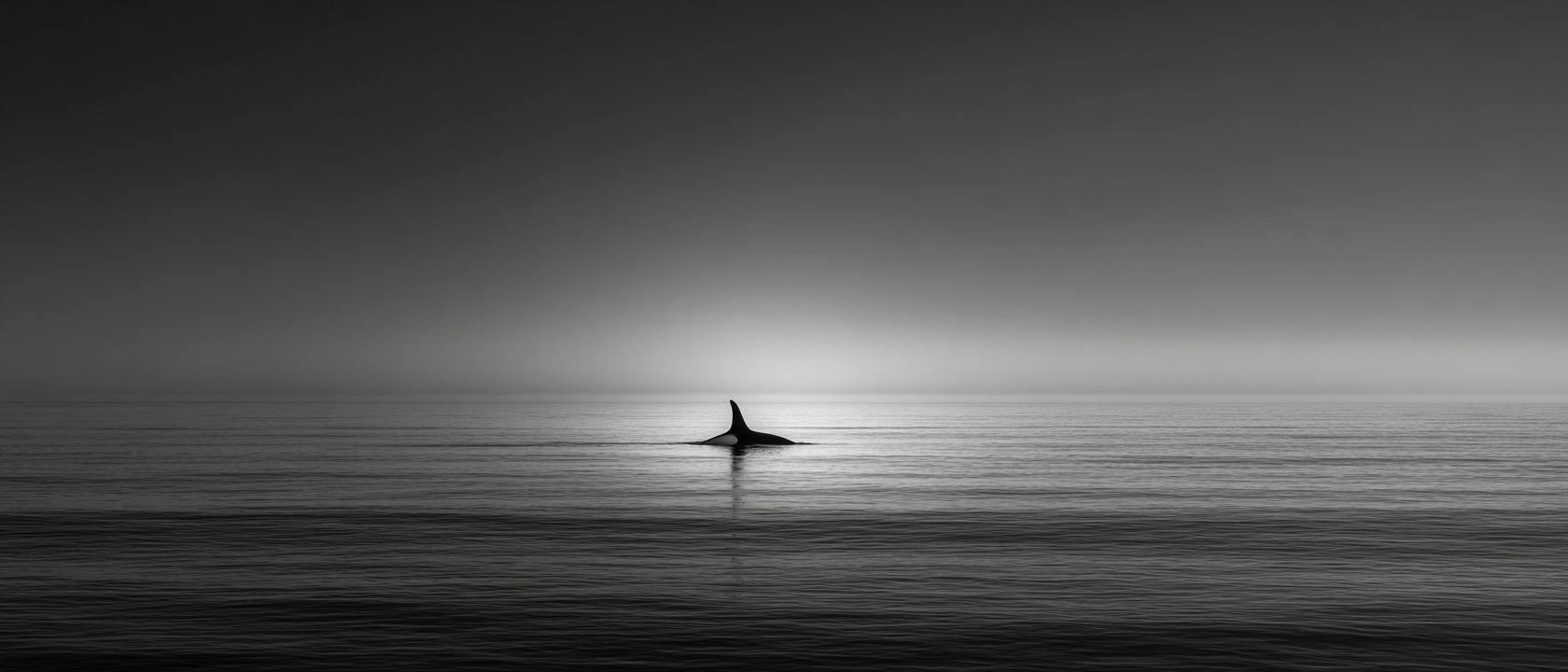 Raw unframed artwork — Lone Whale Negative Space — Minimalist Fine Art Photography | Studio Stevie — source 13356123226415