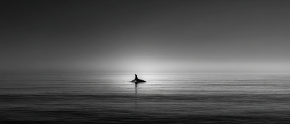 Raw unframed artwork — Lone Whale Negative Space — Minimalist Fine Art Photography | Studio Stevie — source 13356123226415