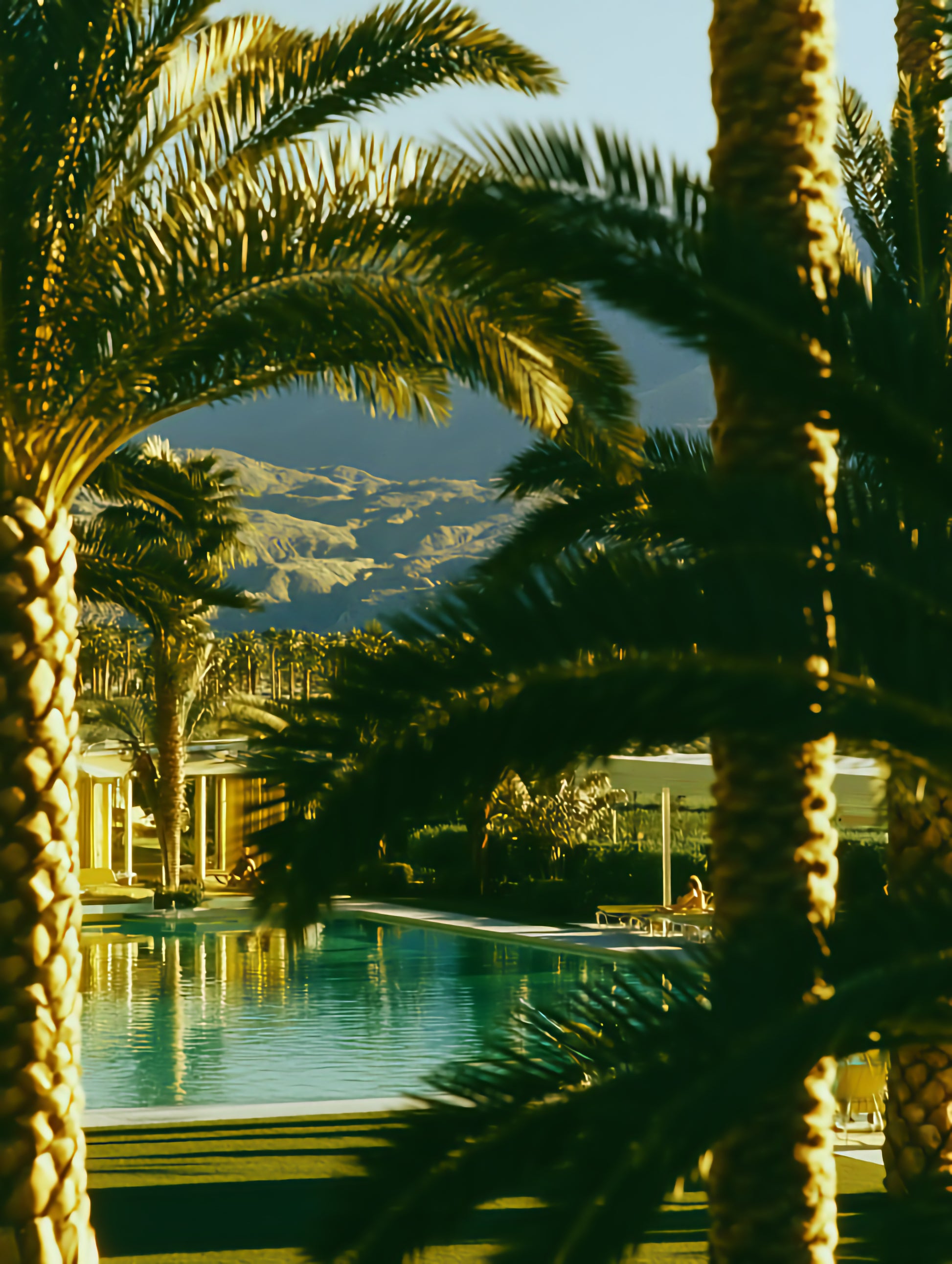 Raw unframed artwork — Palm Shadow — Palm Springs source 08 — UHD eb4b42e41b